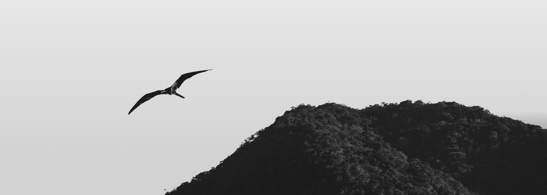 elementary OS wallpaper by Julia Craice