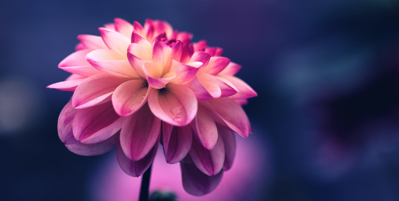 elementary OS wallpaper by Tj Holowaychuk